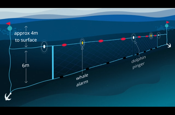 https://www.sharksmart.nsw.gov.au/__data/assets/image/0004/872122/net3.PNG