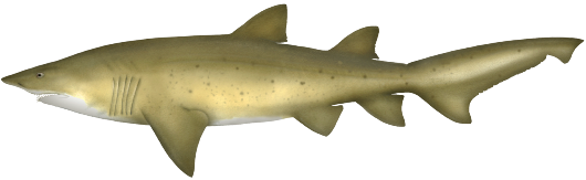 Greynurse shark
