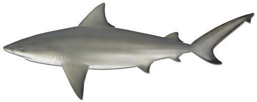 Bull shark